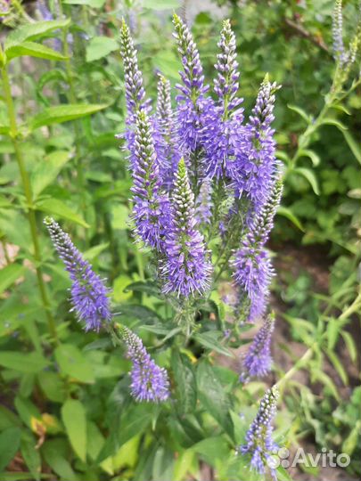 Многолетние цветы