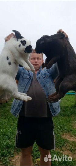 Кролики на племя