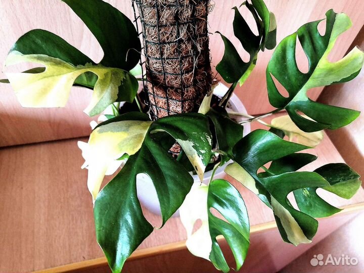 Рафидофора Tetrasperma variegata