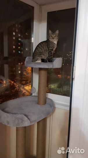 Домики, комплексы, когтеточки для кошек. Выс.1.5 м