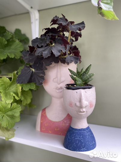 Бегония Black mamba