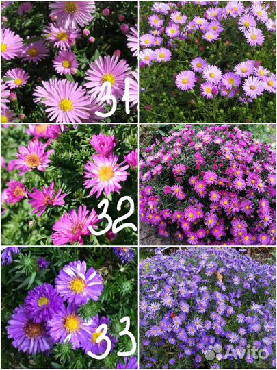 Многолетние цветы для сада