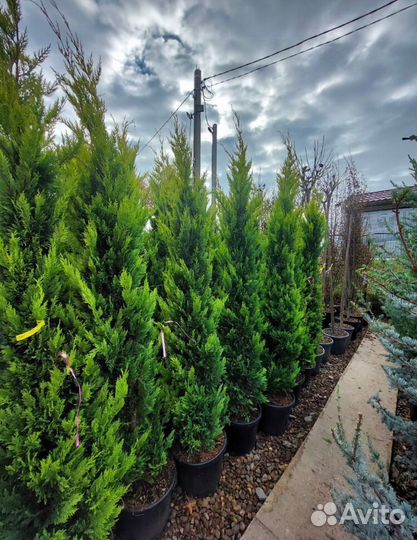 Хвойные растения в большом ассортименте