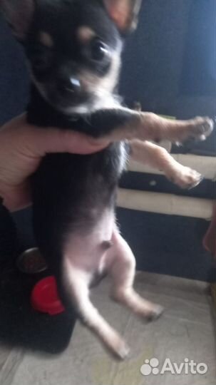 Щенки чихуахуа мини девочка и мальчик