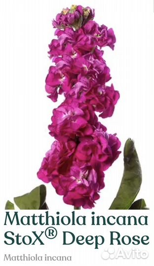 Рассада маттиолы Stox
