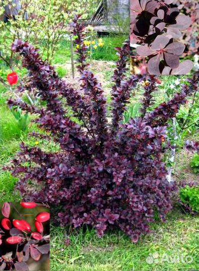 Барбарисы, ива, форзиция