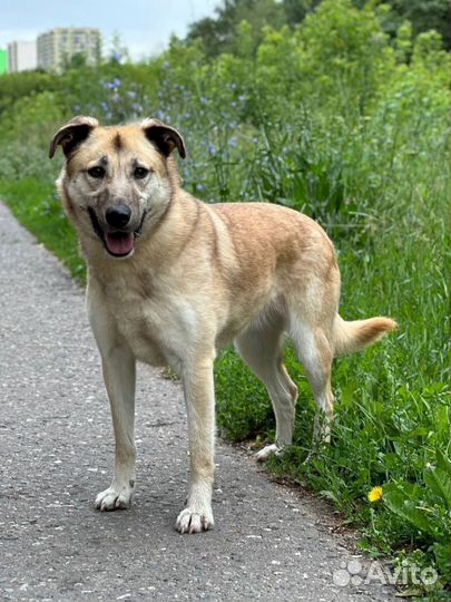 Собака в добрые руки