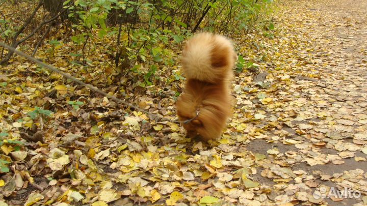 Вязка замечательный шпиц