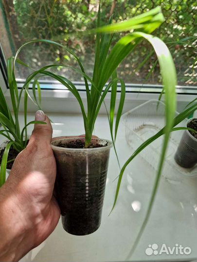 Пандан (винтовая пальма)