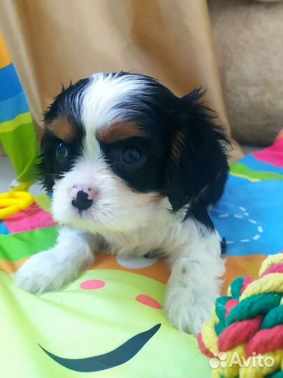 Кавалер кинг чарльз спаниель