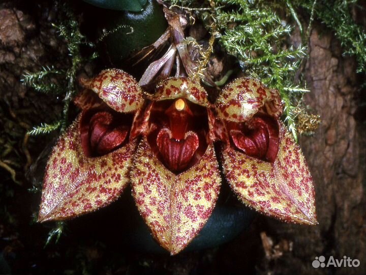 Мини орхидея Bulbophyllum Frostii hybrid