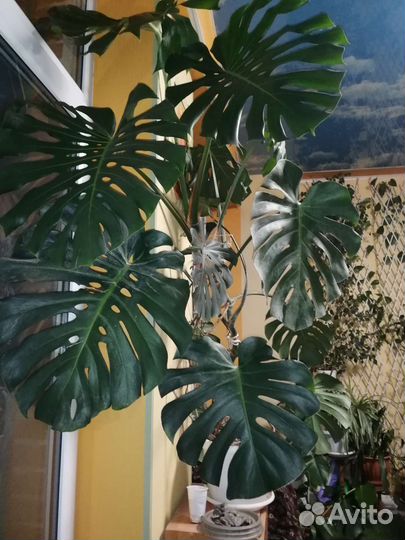 Монстера и другие крупные растения
