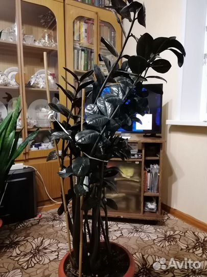 Доллоровое дерево