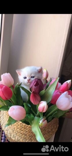 Шотландские котята