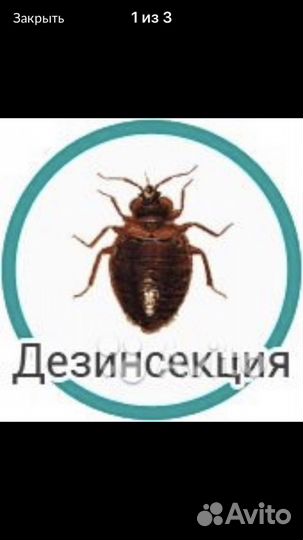 Дезинфекция клопов и тараканов