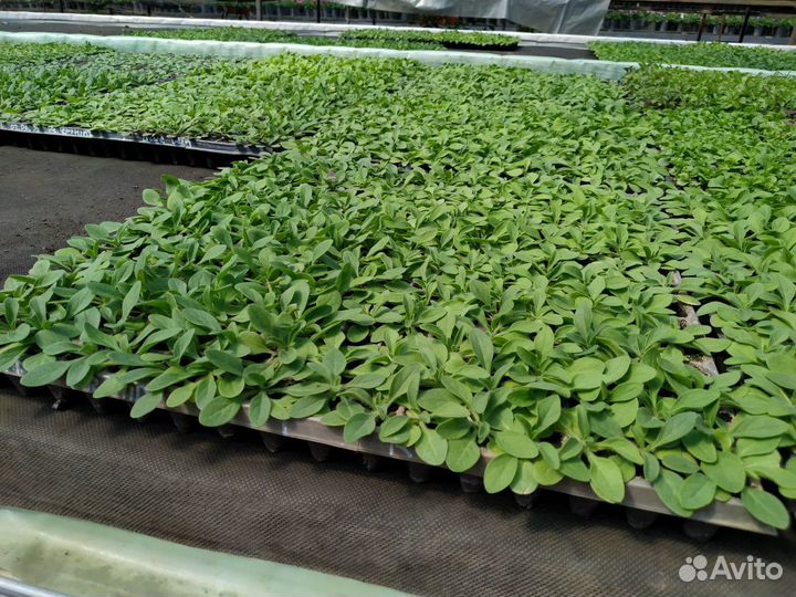 Петуния кустовая синяя рассада цветов оптом