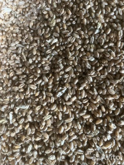 Зерно пшеница