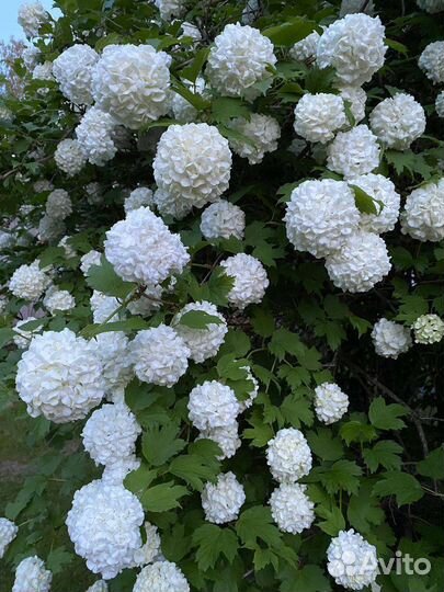 Калина бульденеж, айва японская