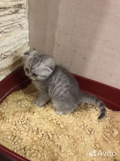 Котята шотландцы