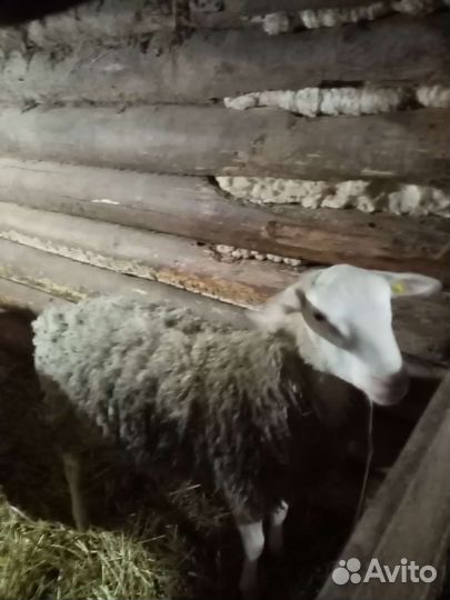 Бараны 75 дорпер