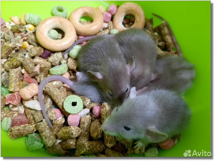 Крысы (Дамбо). Крысята (шоколадные)