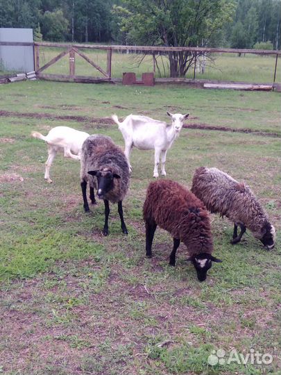 Овцы, бараны, козы