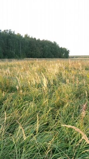 Участок 8,5 сот. (СНТ, ДНП)