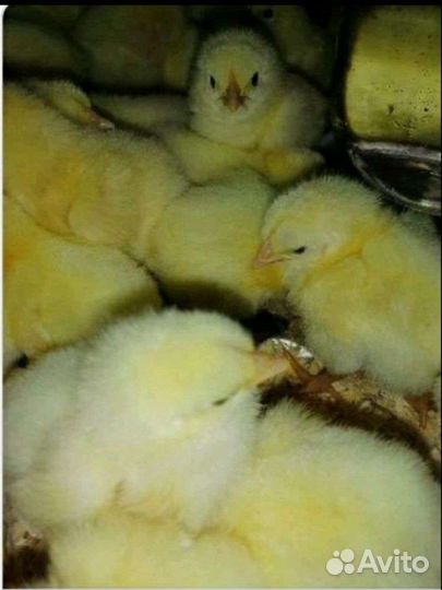 Петухи мараны