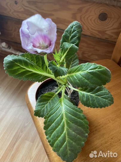 Глоксиния цветущая