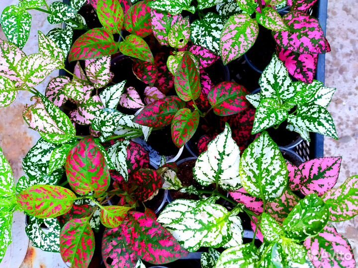 Гипоэстэс, кислица