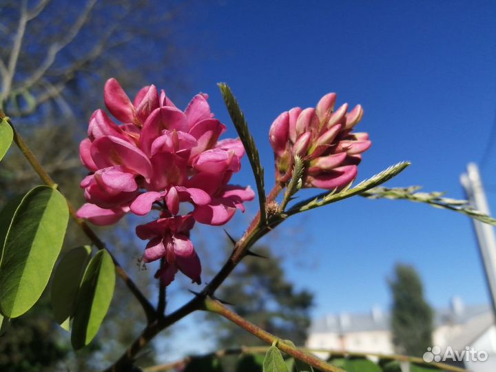 Розовая акация, бархат амурский и другие редкие де