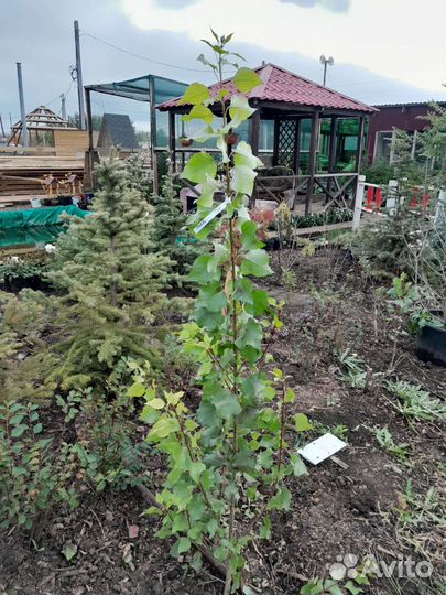 Тополь пирамидальный