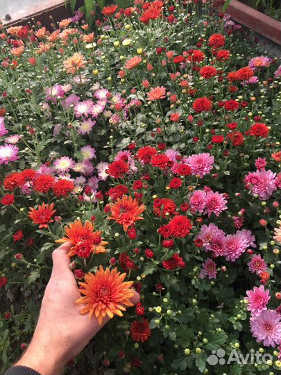 Хризантемы мультифлора