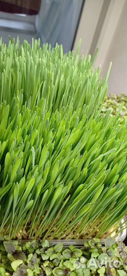 Пророщенный овес Корм для собак корм для кошек