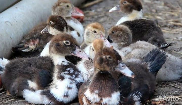 Мускусные утята индоутки