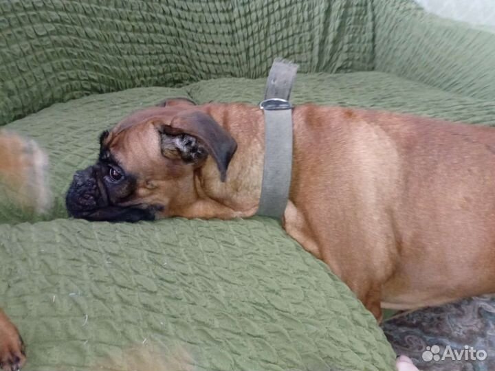 Боксëр для вязки