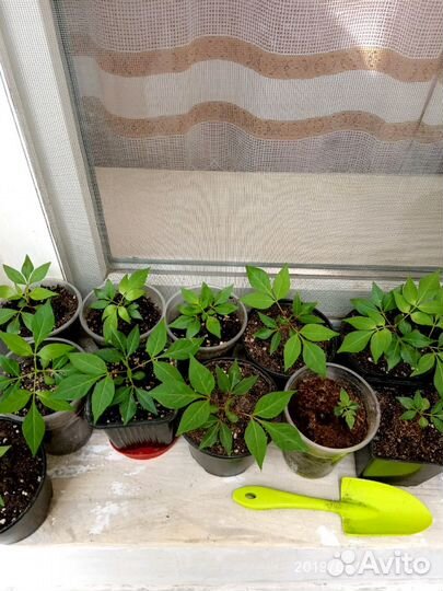 Саженцы Эводии Даниеля