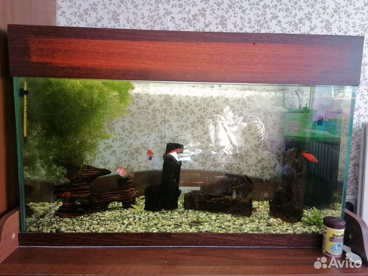 Аквариум 100л., с рыбками