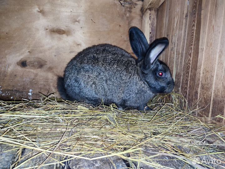 Кролики мясных пород великаны