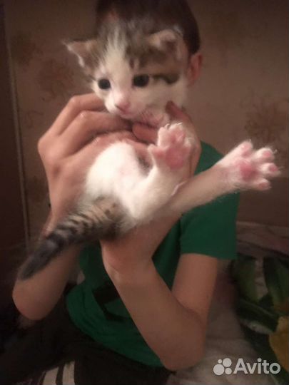 Кошка в дар бесплатно