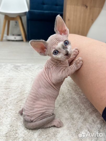 Канадский сфинкс котята