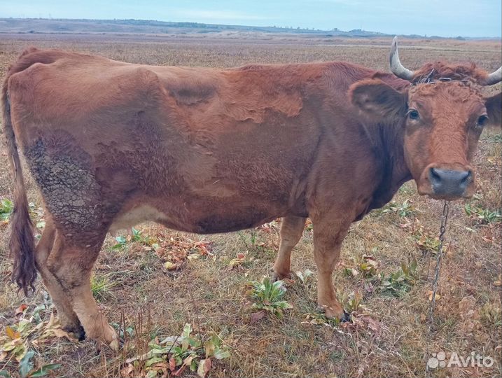 Корова продажа на мясо