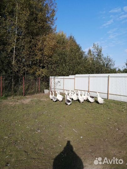 Гуси