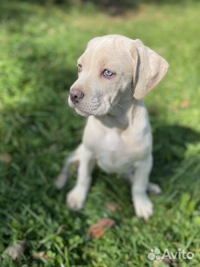 Щенки кане корсо