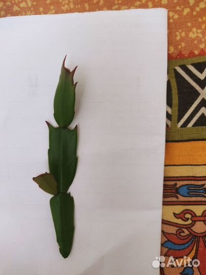 Декабрист шлюмбергера желтый