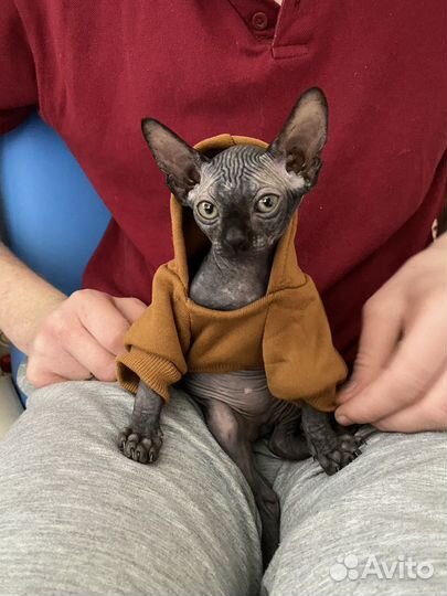 Кофта для кота