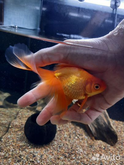 Золотая рыбка