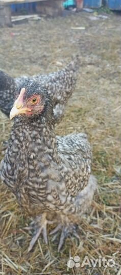 Куры мехеленская кукушка