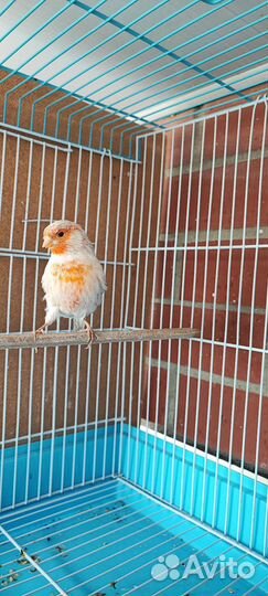 Канарейки Мозаик