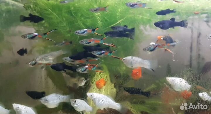 Гуппи Эндлера